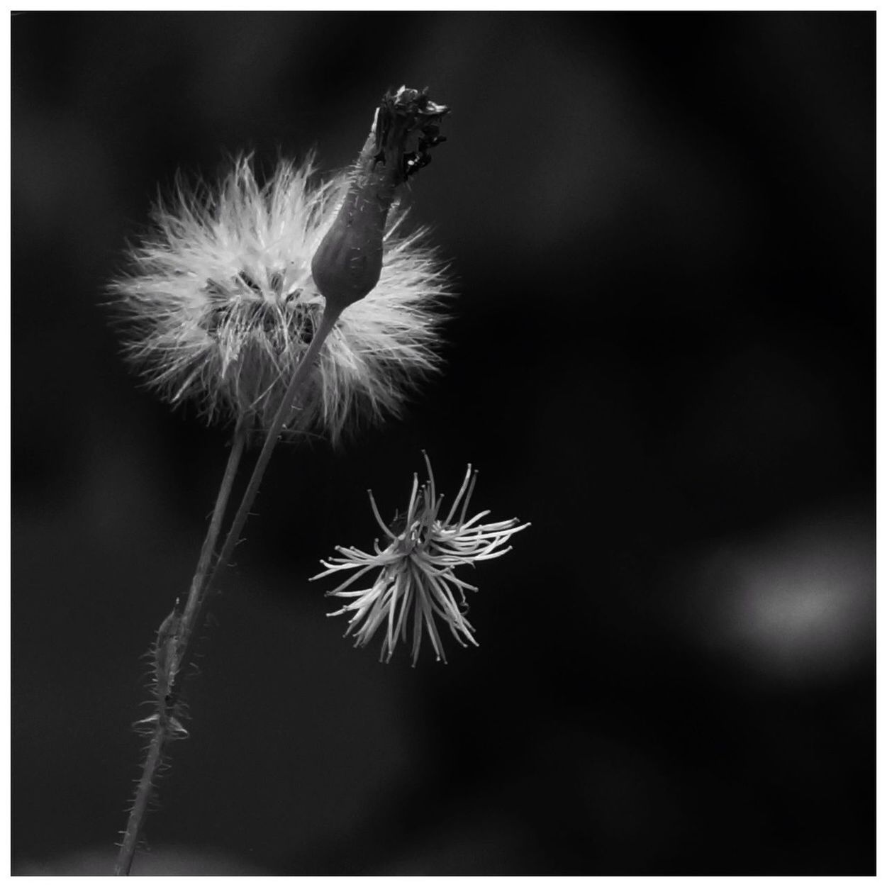 Close-up of flower against blurred background