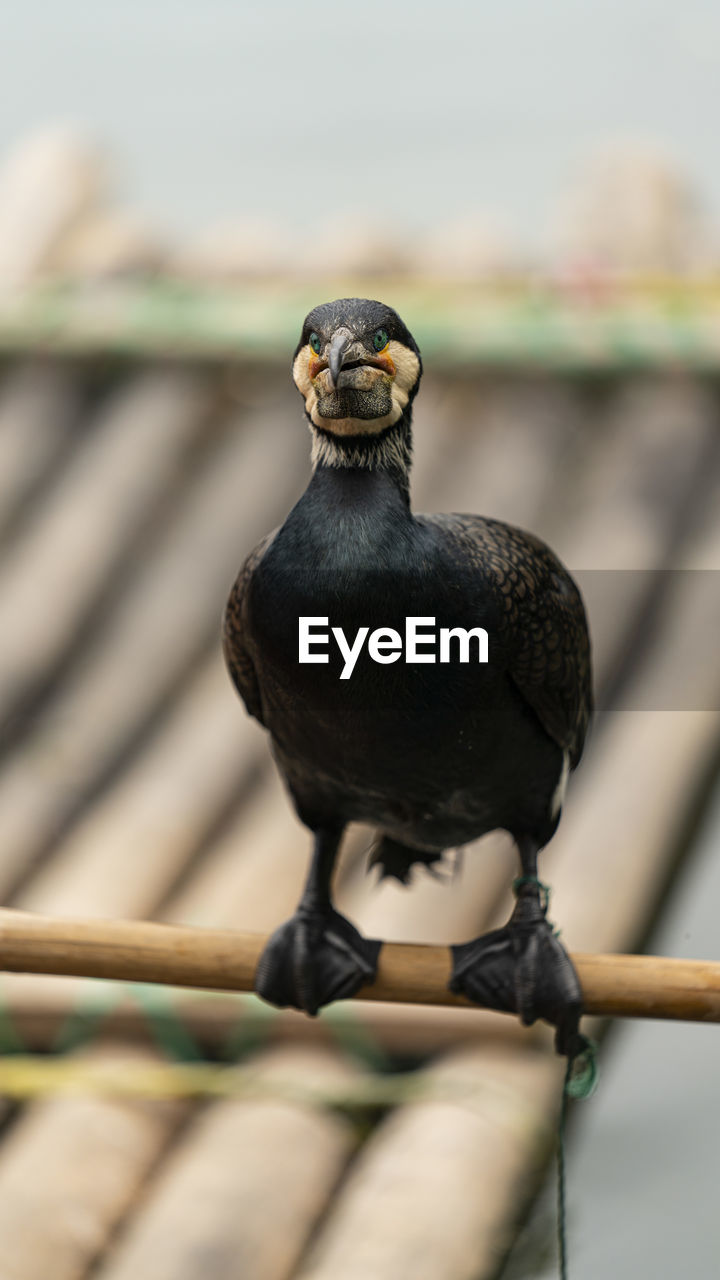 CLOSE-UP OF A BIRD PERCHING ON RAILING