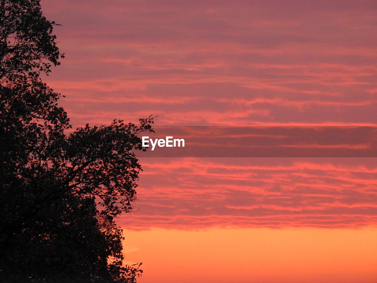 LOW ANGLE VIEW OF SILHOUETTE TREES AGAINST ROMANTIC SKY