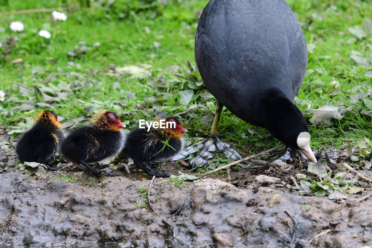 Close-up of coot with young birds on ground