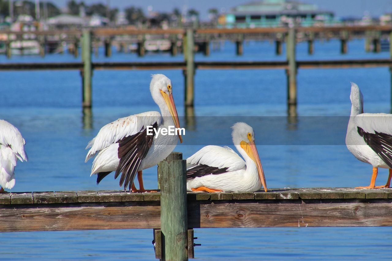 Pelicans on pier