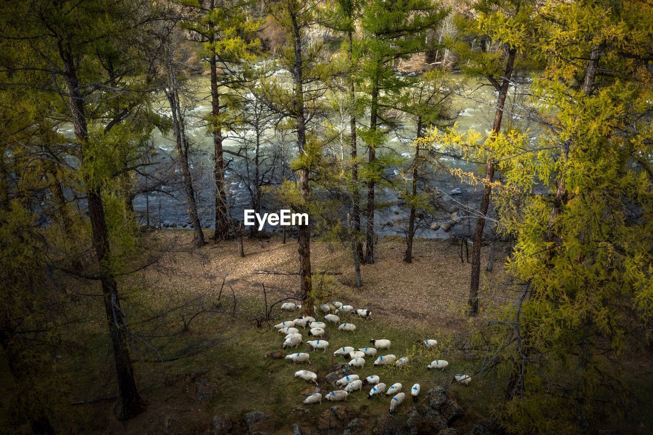 High angle view of sheep amidst trees by lake in forest