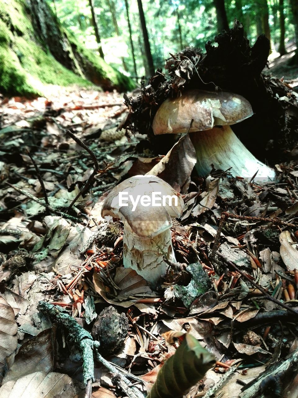 HIGH ANGLE VIEW OF MUSHROOMS GROWING ON LAND
