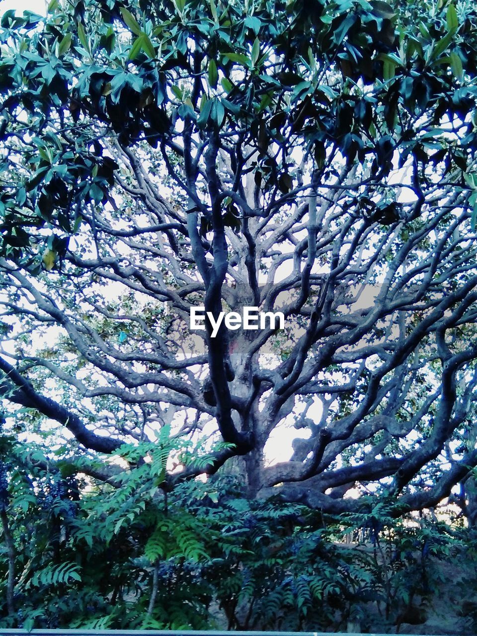 LOW ANGLE VIEW OF TREES