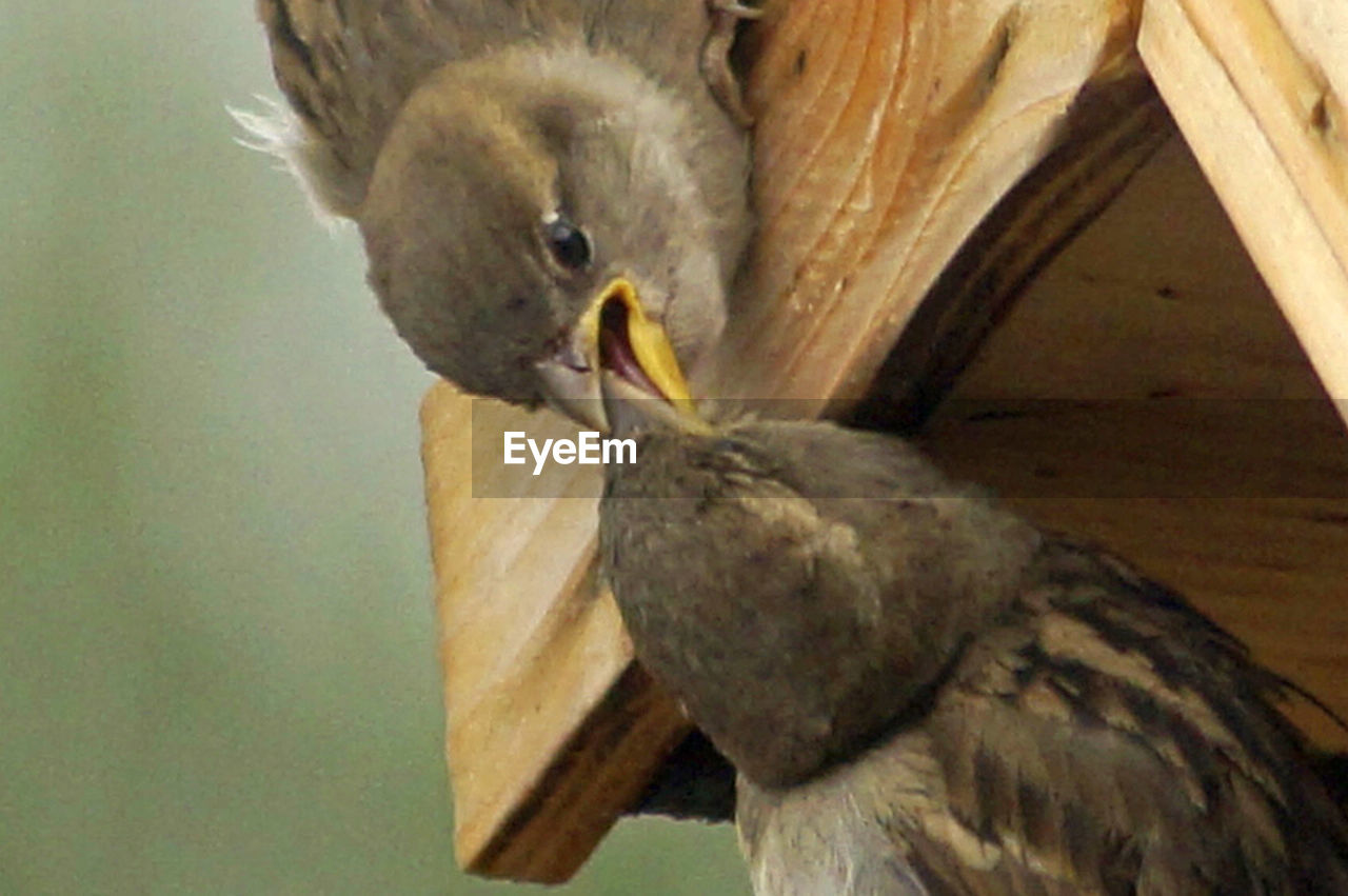 CLOSE-UP OF BIRD PERCHING