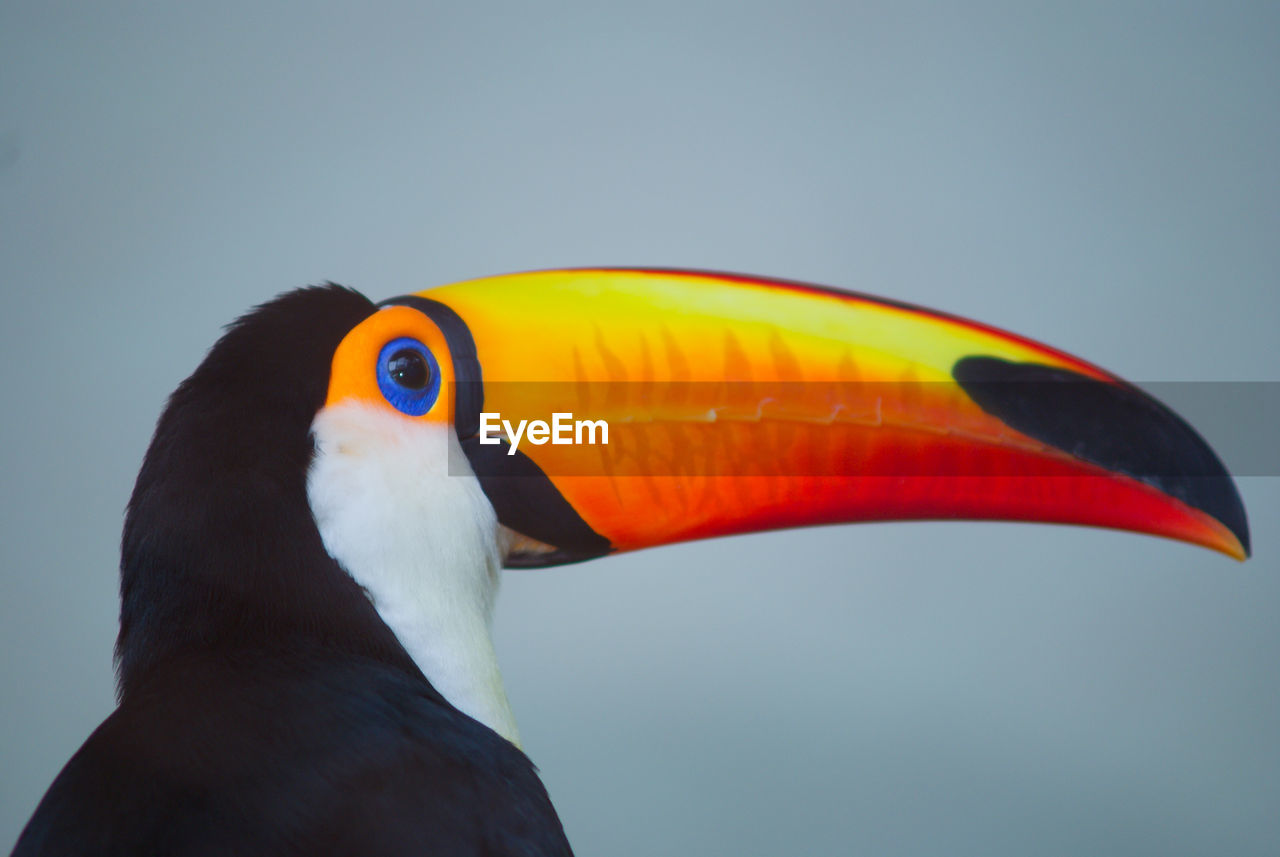 CLOSE-UP OF BIRD AGAINST SKY