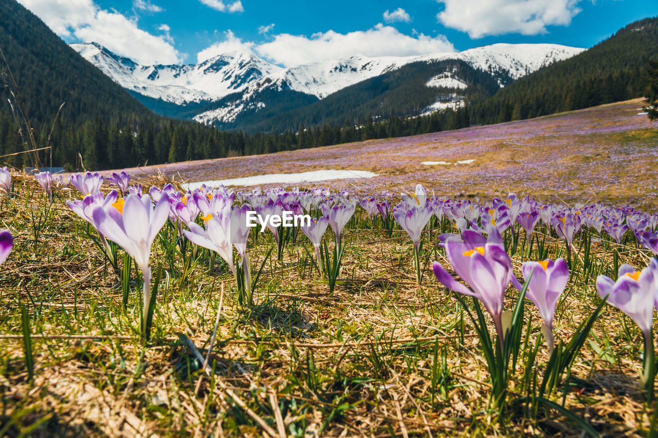 SCENIC VIEW OF PURPLE FLOWERING PLANTS ON FIELD
