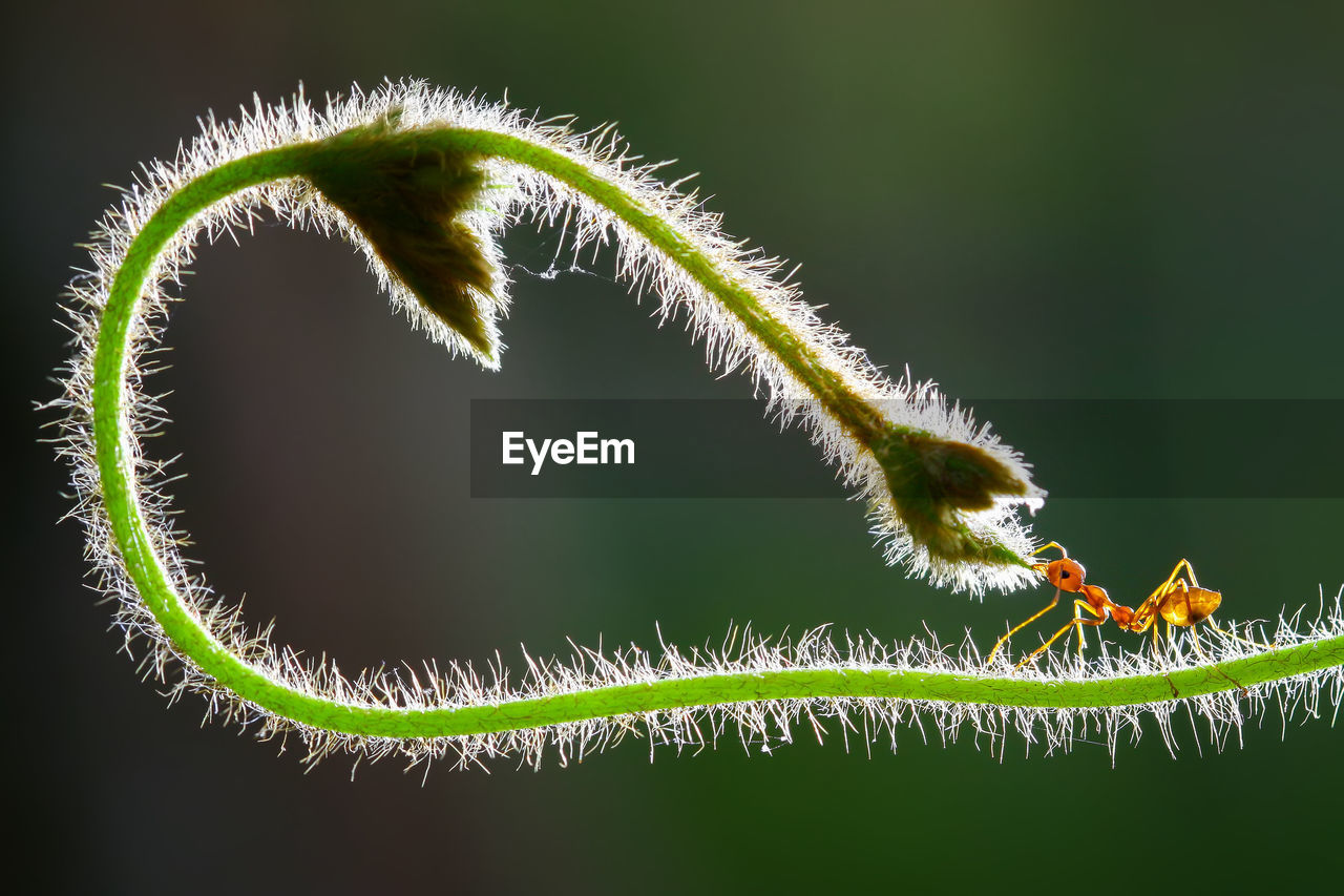 animal themes, animal, animal wildlife, insect, one animal, close-up, macro photography, nature, no people, flower, plant stem, plant, green, wildlife, magnification, leaf, branch, beauty in nature, outdoors, macro, animal body part, caterpillar, focus on foreground