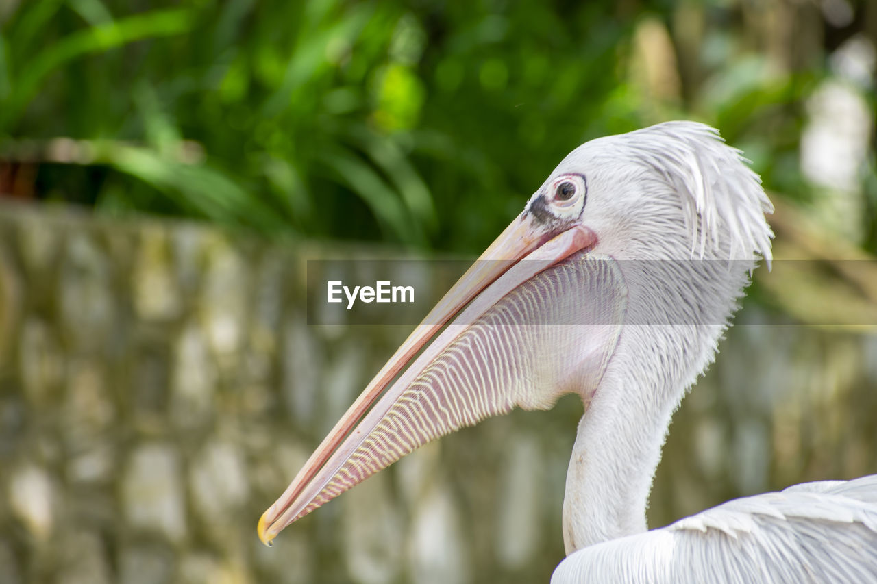 Close-up of a bird