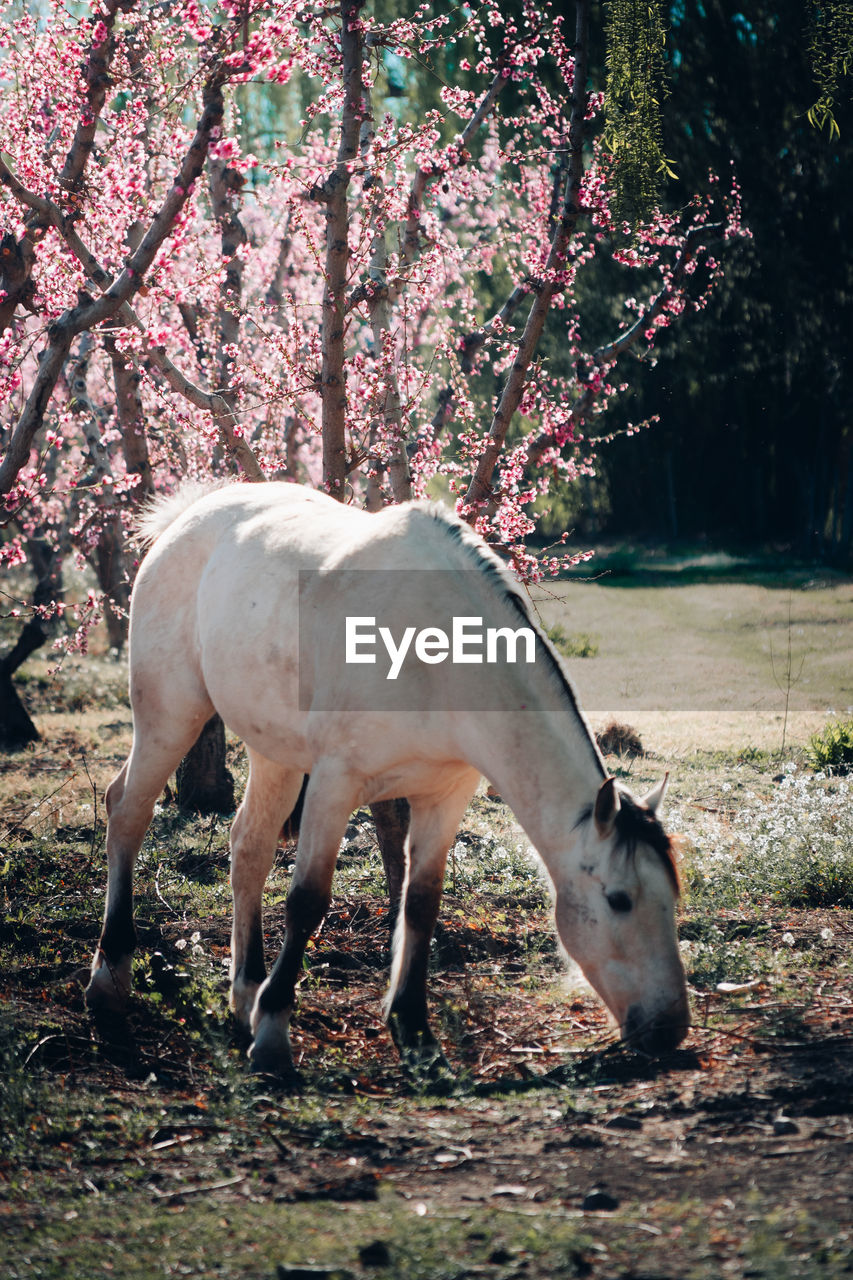 Horse standing in a field