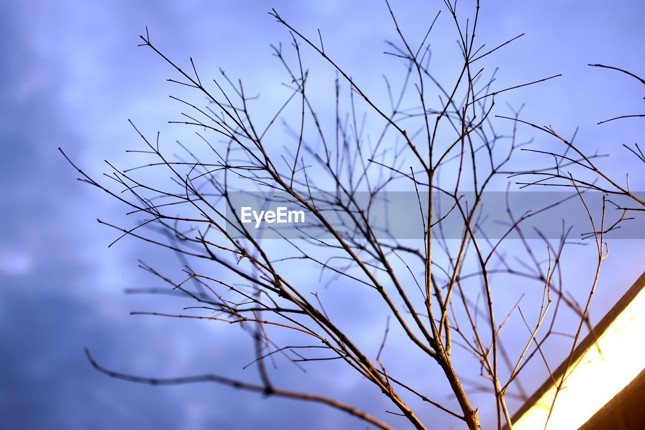 LOW ANGLE VIEW OF TREE