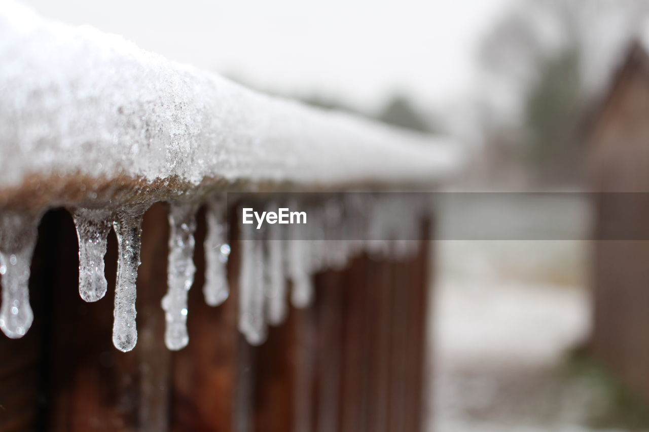 Close-up of frozen plant