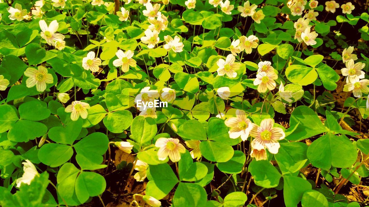 CLOSE-UP OF WHITE FLOWERS