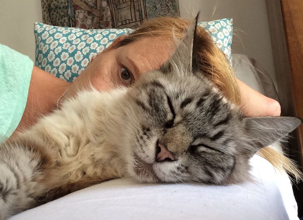 Cropped portrait of woman sitting by cat sleeping on sofa