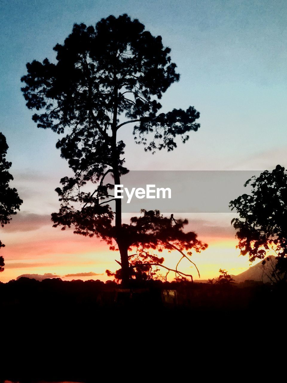 SILHOUETTE TREES ON LANDSCAPE AGAINST SKY AT SUNSET