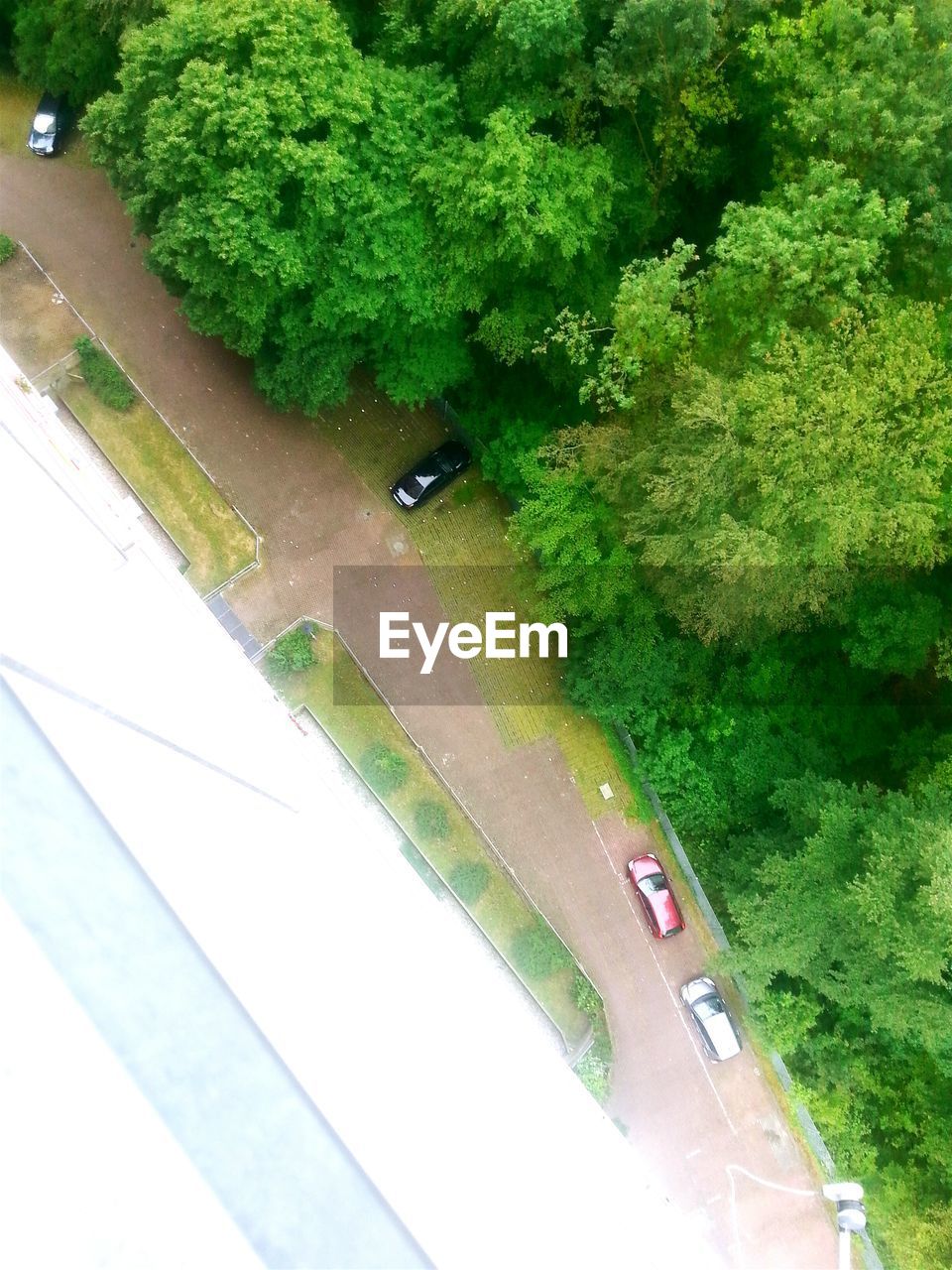 VIEW OF TREES IN THE FOREST