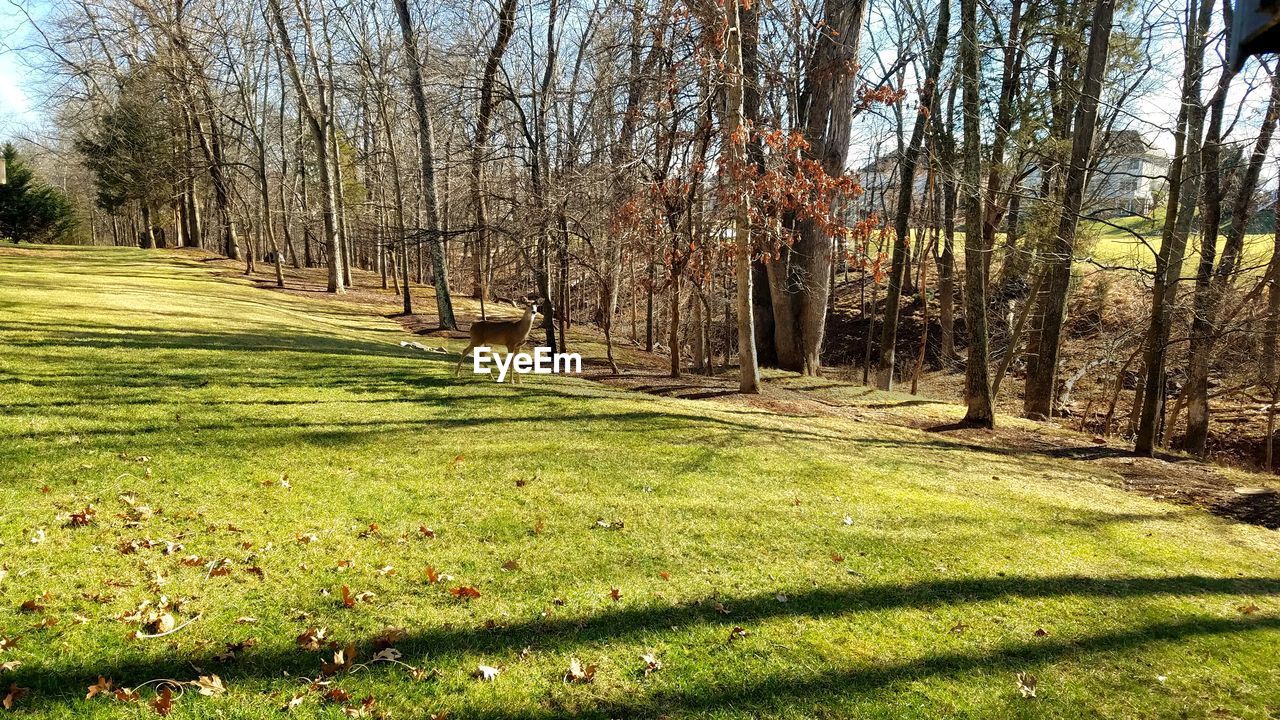 SHADOW OF TREES ON GRASS