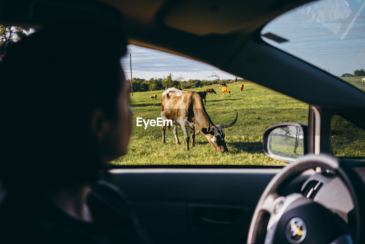 Woman looking at cow grazing on field from car window