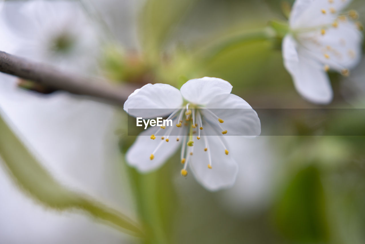 Close-up of white cherry blossom