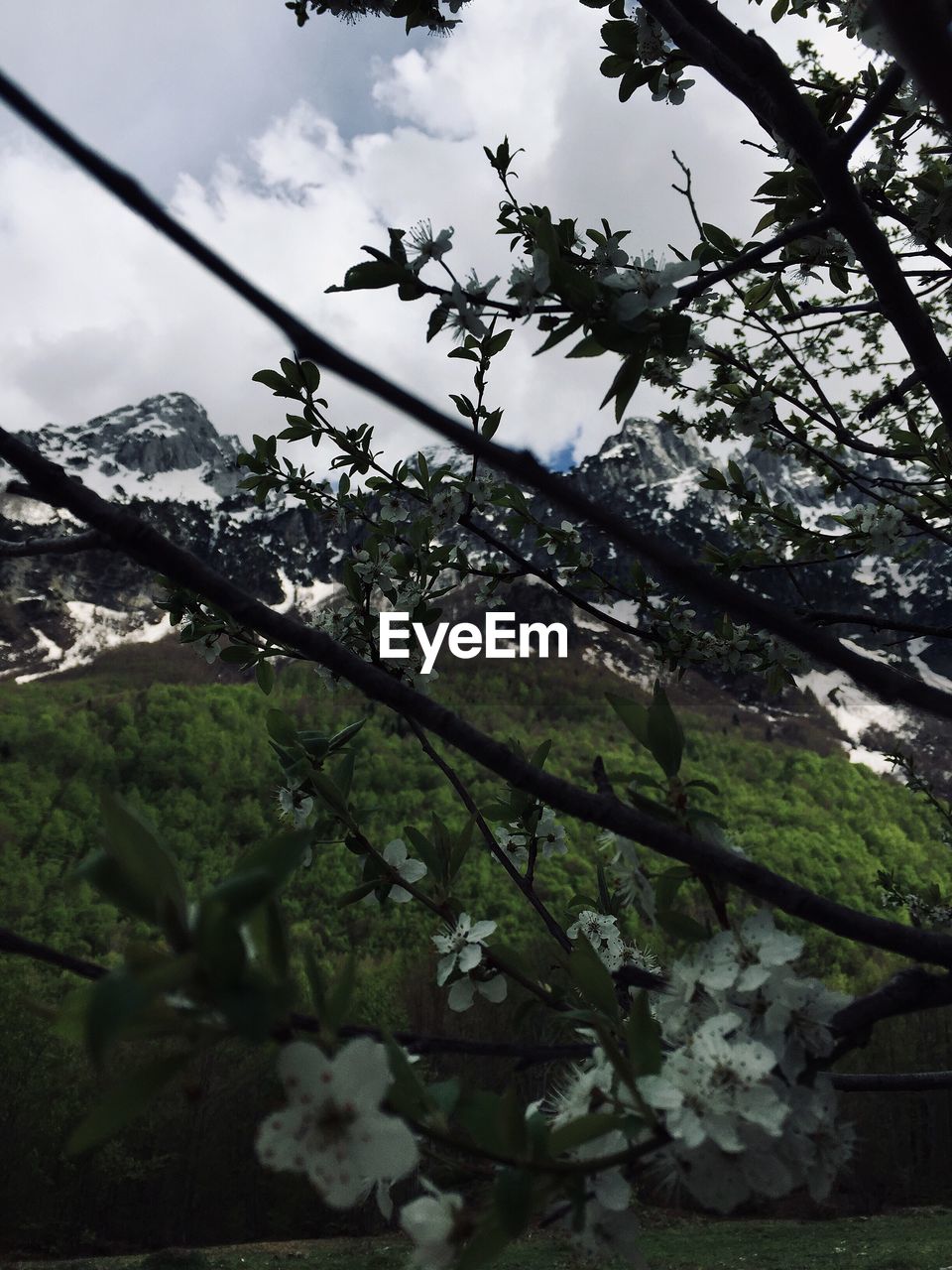 LOW ANGLE VIEW OF FLOWERING PLANTS AGAINST TREES