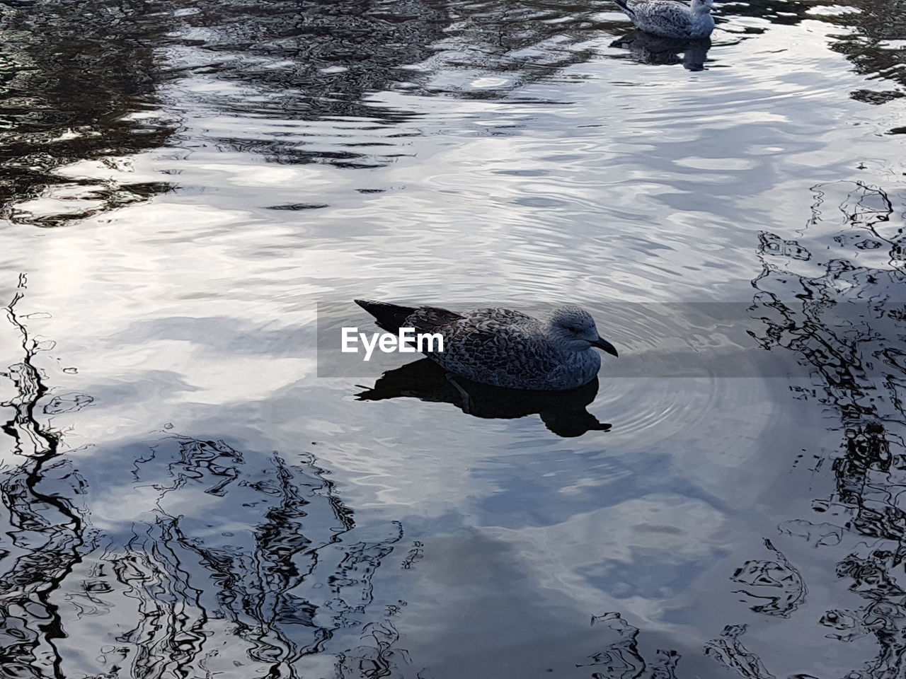 HIGH ANGLE VIEW OF DUCKS SWIMMING IN LAKE