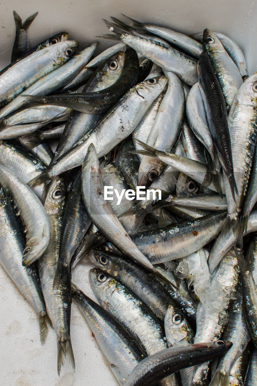 High angle view of fish on crushed ice