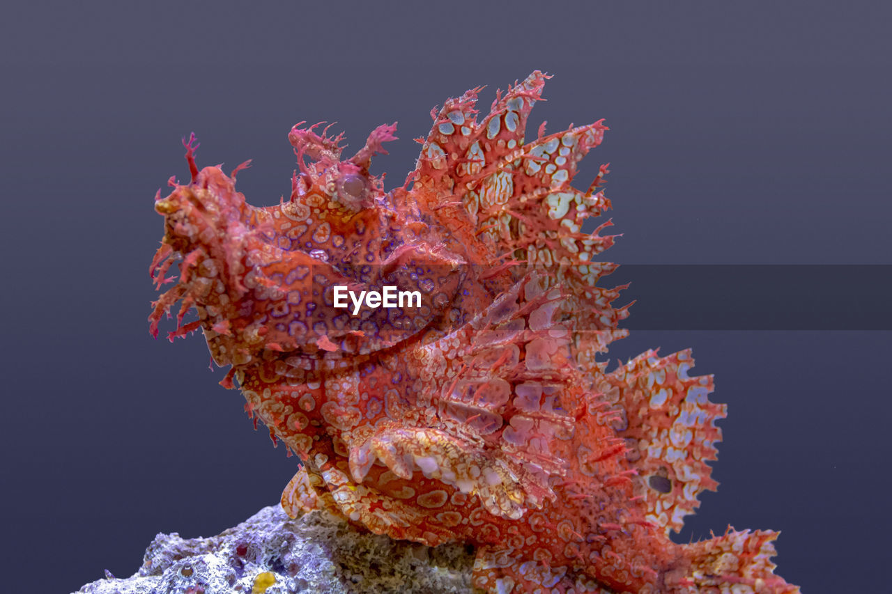 LOW ANGLE VIEW OF CORAL ON SEA