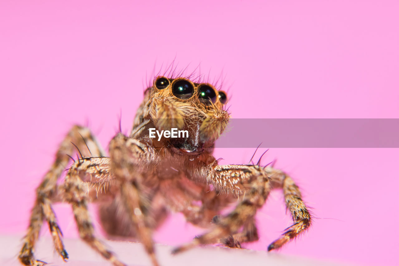 Close-up of jumping spider against pink wall