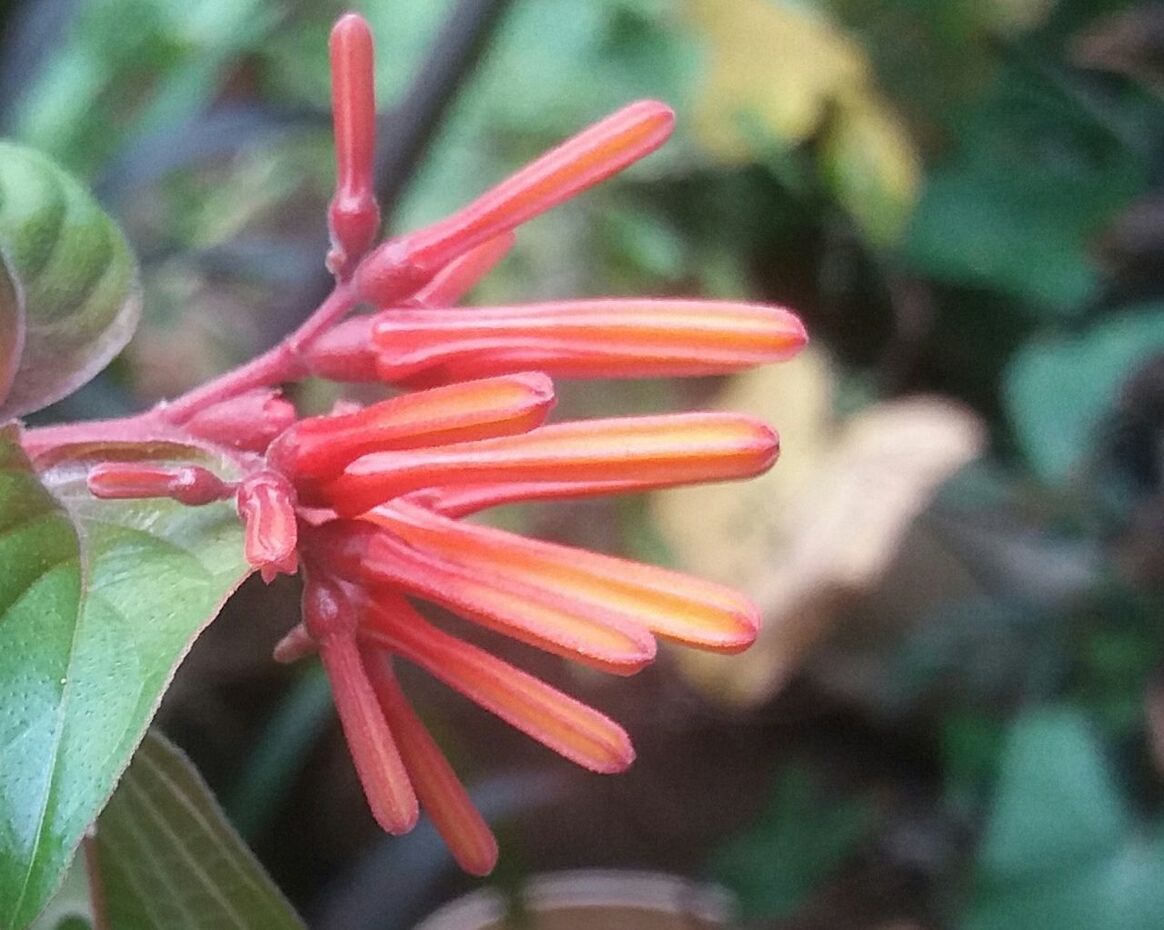 CLOSE-UP OF RED FLOWER