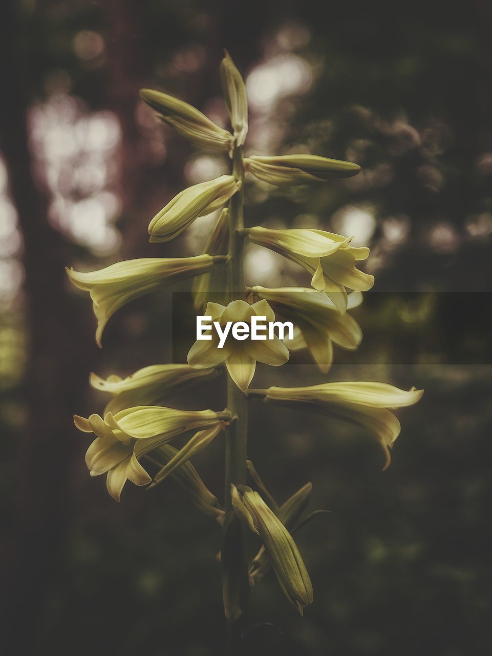 CLOSE-UP OF YELLOW FLOWERING PLANT DURING AUTUMN