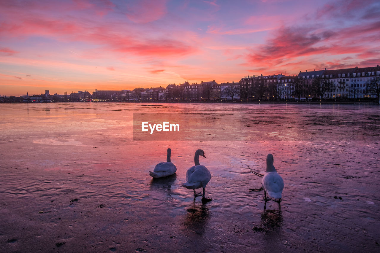 Swans perching at beach against sky during sunset