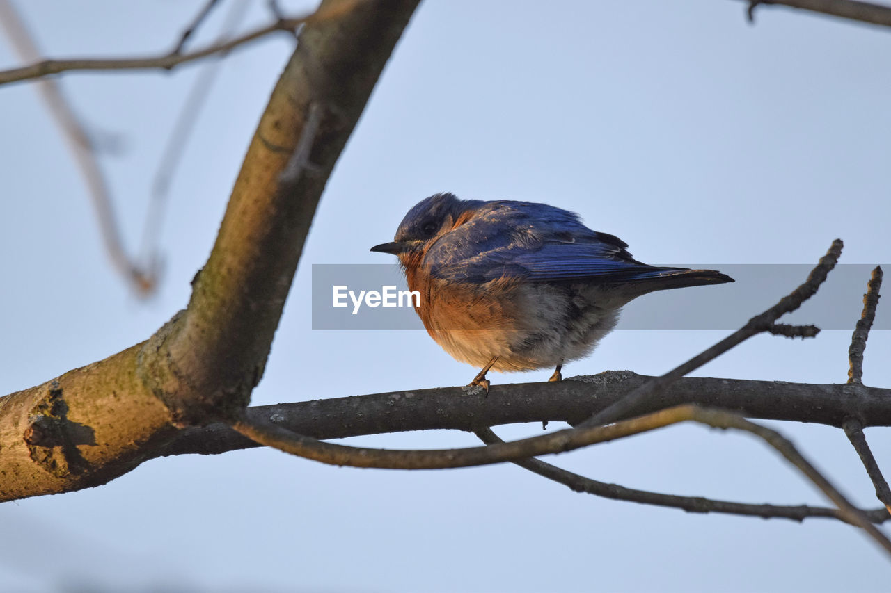 Low angle view of bird perching on branch against sky