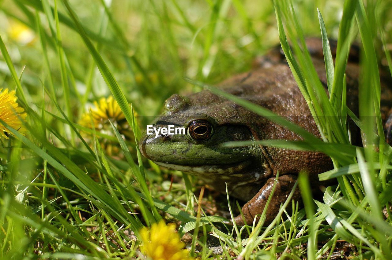 Close-up of frog on grass