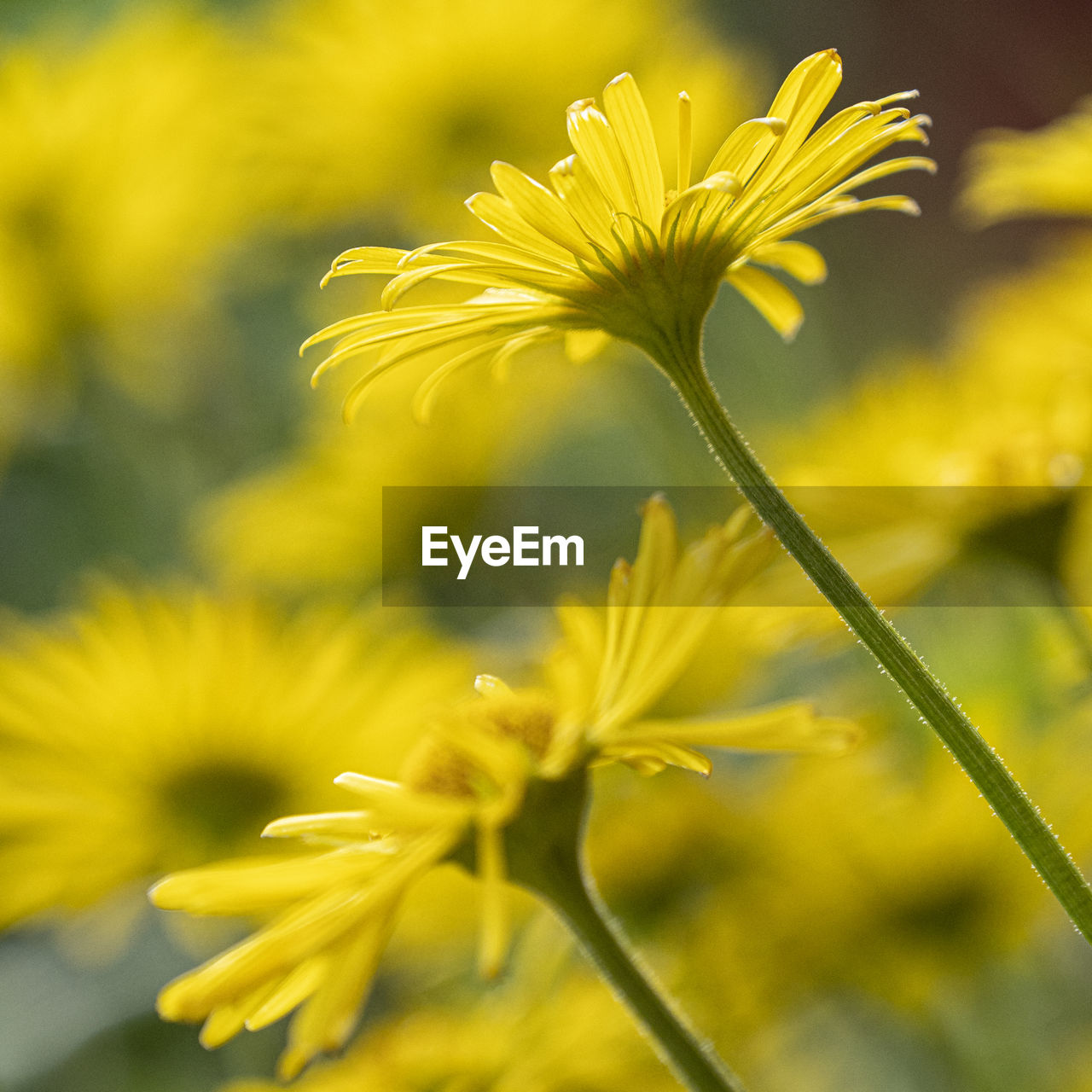 Close-up of yellow flowering plant