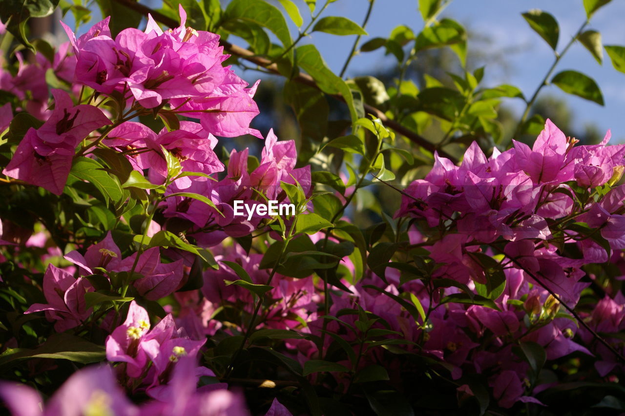 CLOSE-UP OF PINK BOUGAINVILLEA FLOWERS