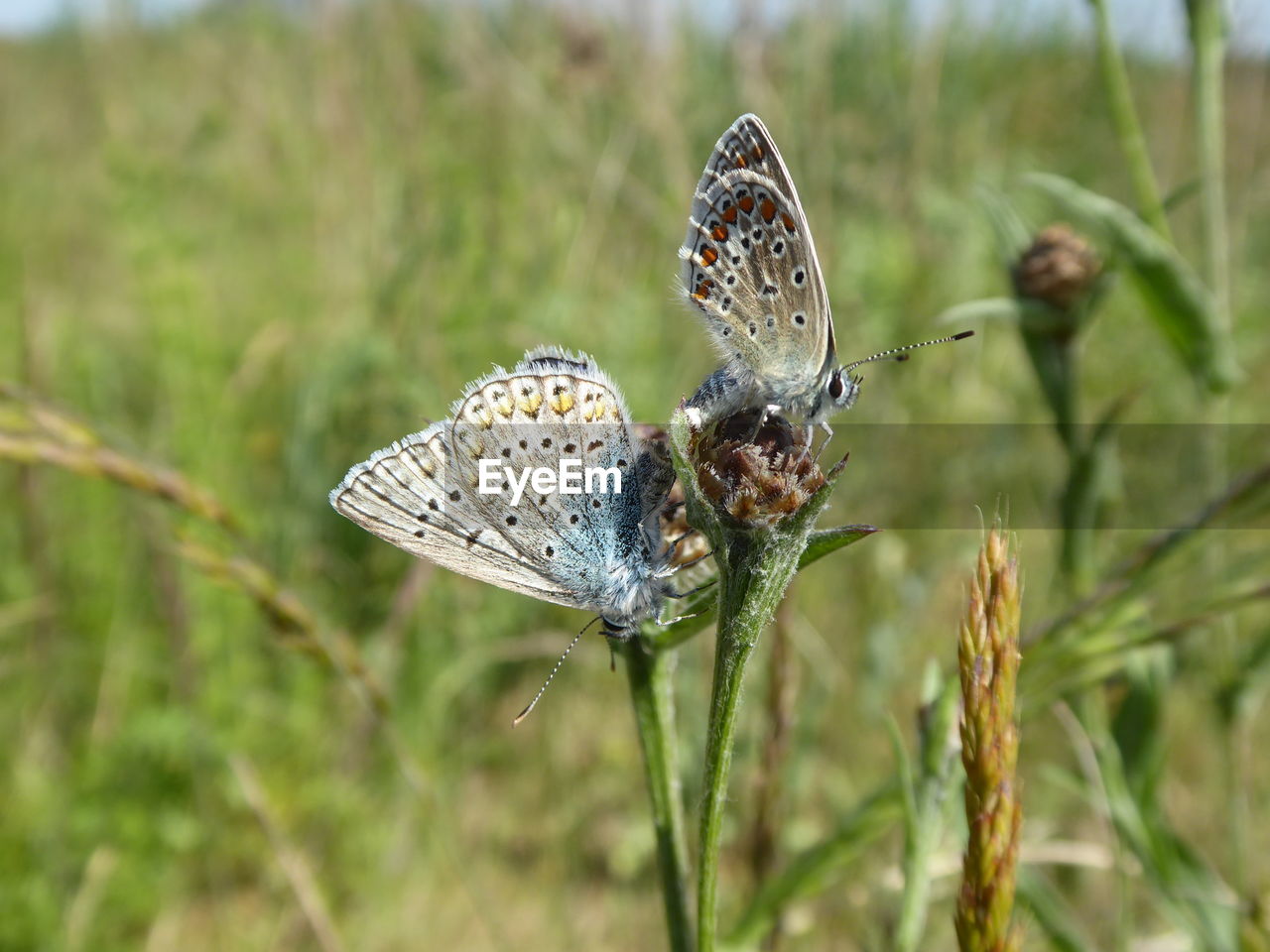 Close-up of butterfly pollinating flower