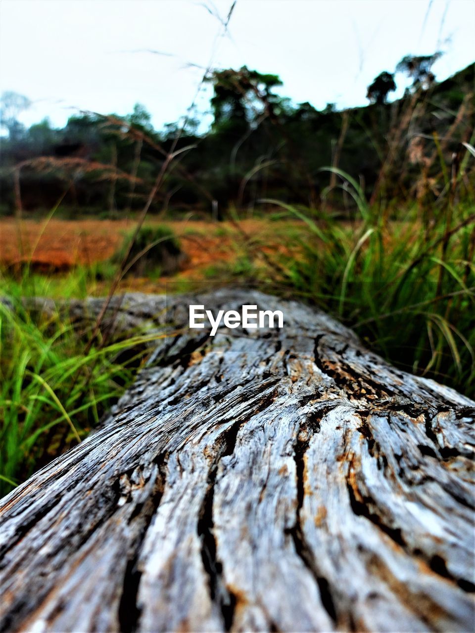 CLOSE-UP OF WOOD TREE TRUNK