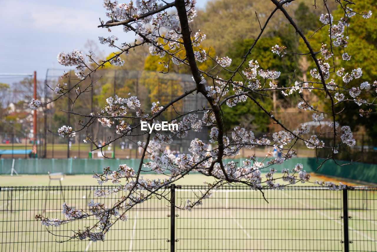 VIEW OF FLOWERING PLANTS FROM FENCE