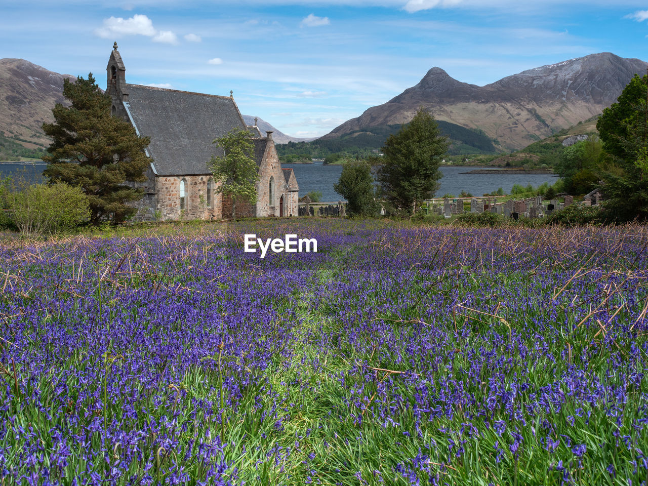 Bluebell fields at st john's episcopal church, ballachulish in the scottish highlands