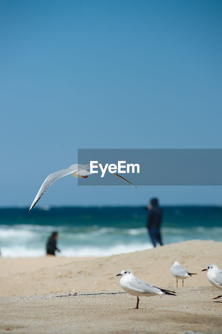 Seagulls flying over beach