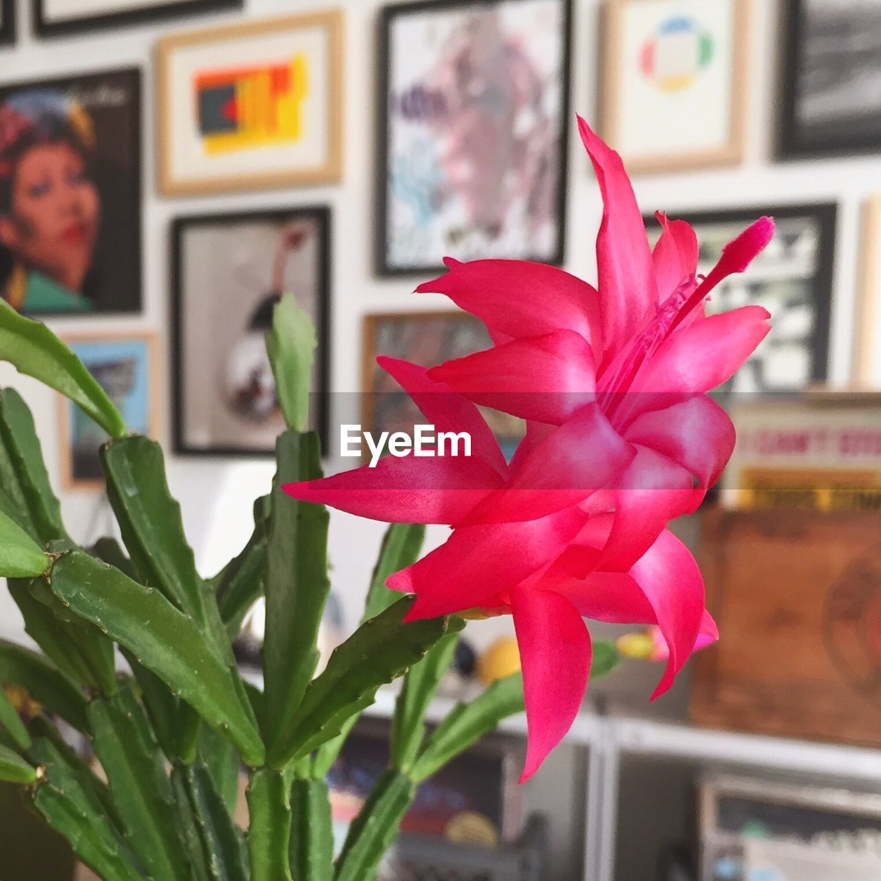 Close-up of red flower