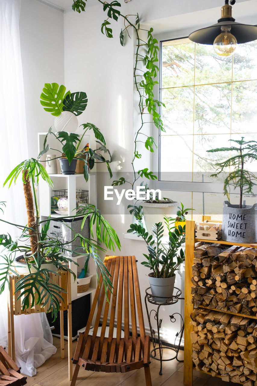 potted plant on table