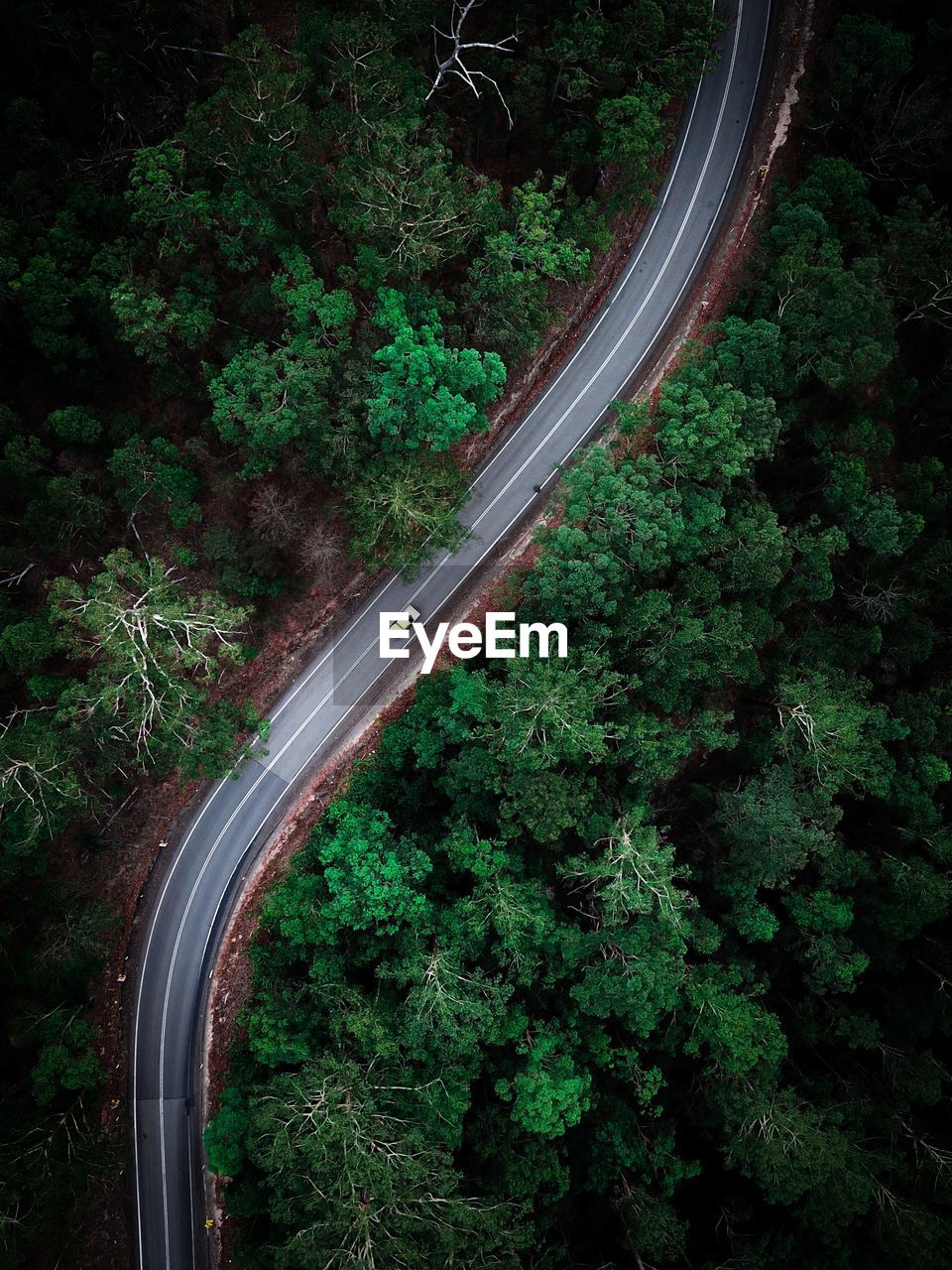 Aerial view of road amidst trees in forest