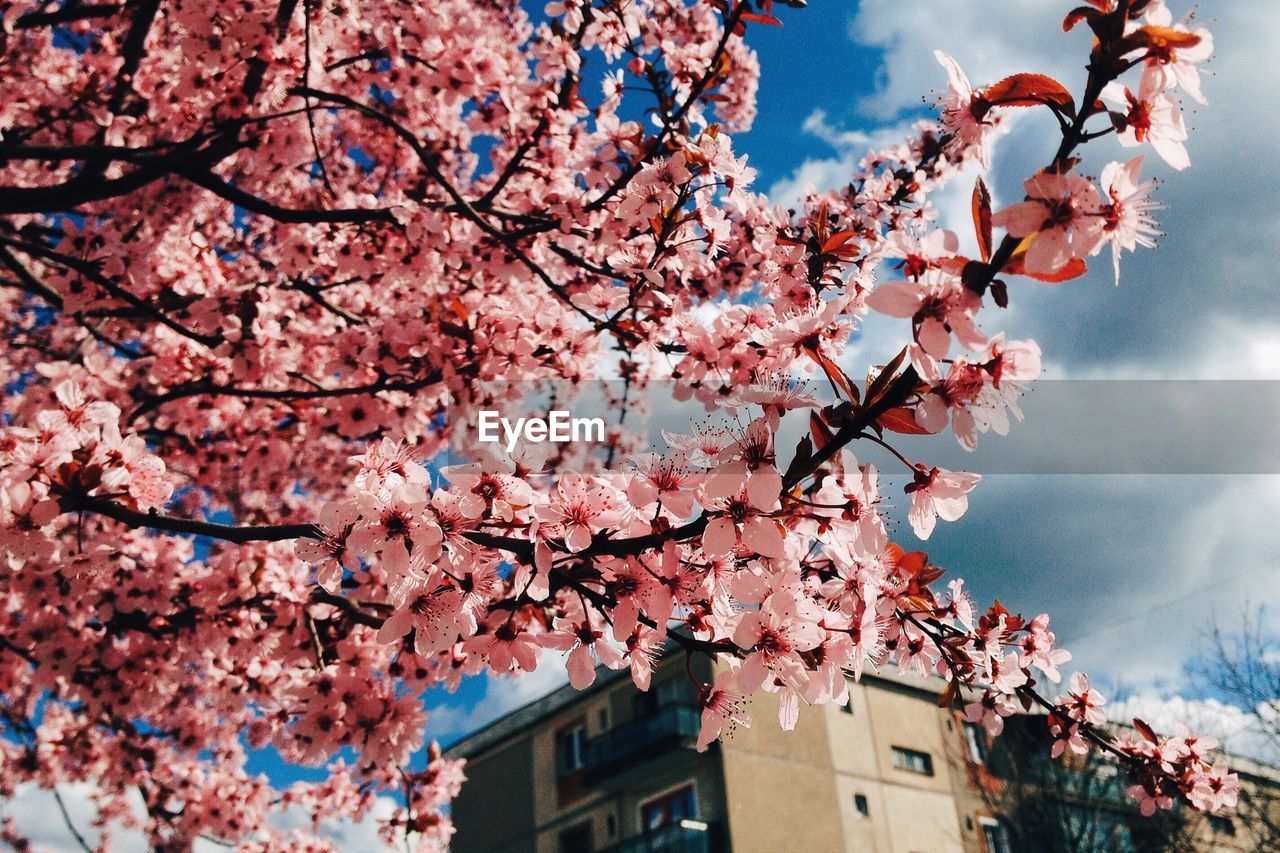 Pink cherry blossoms blooming outdoors against sky