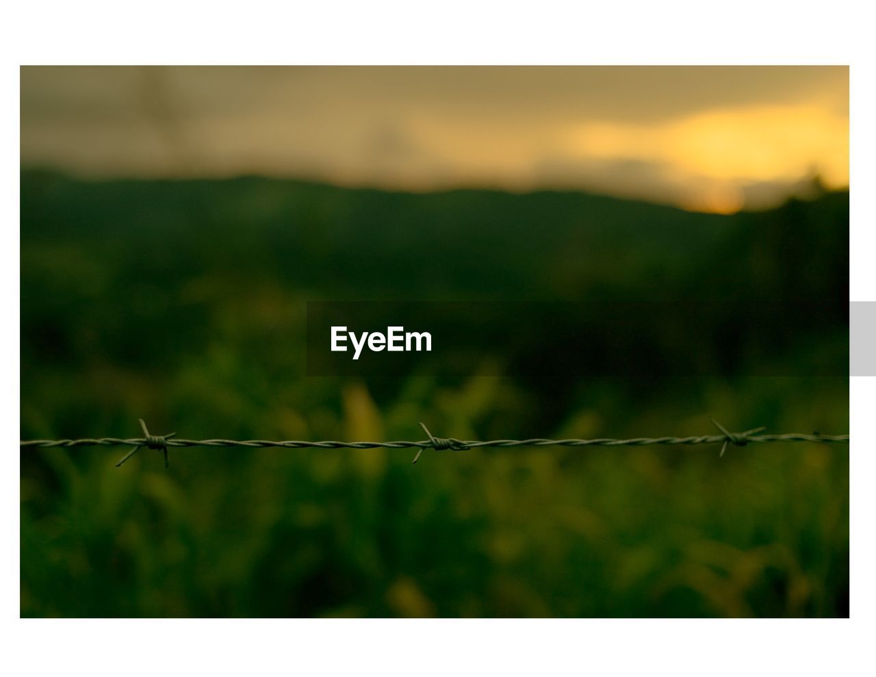 CLOSE UP OF BARBED WIRE