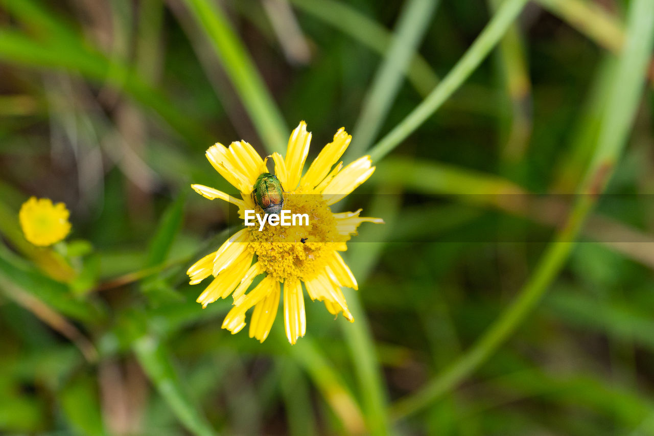 CLOSE-UP OF INSECT POLLINATING ON YELLOW FLOWER