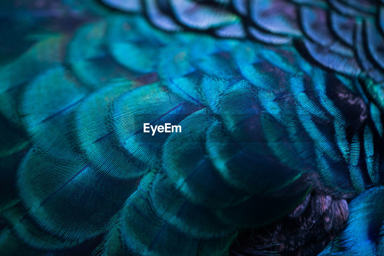 Close up of the peacock feathers .macro blue feather, feather, bird, animal. macro photograph.
