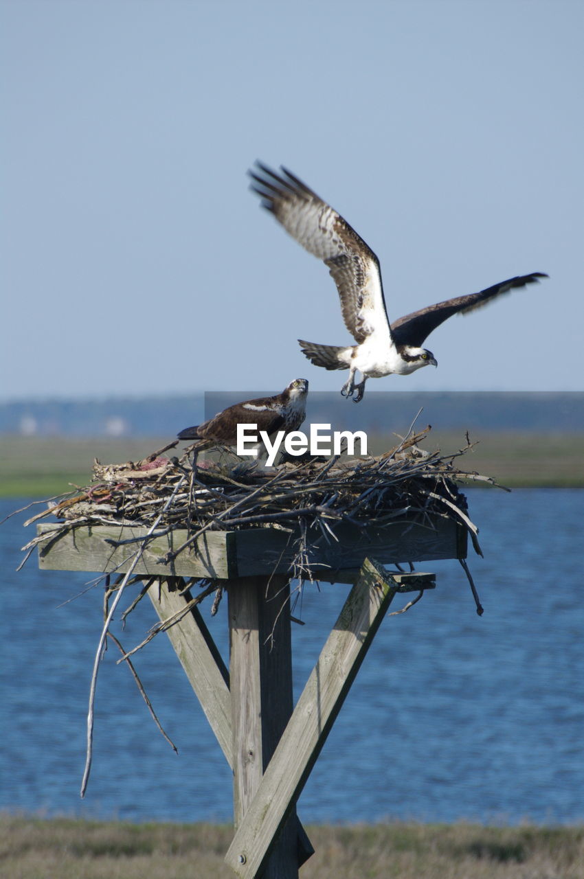 Low angle view of bird