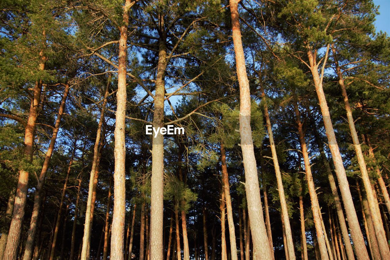 LOW ANGLE VIEW OF TREES AT FOREST