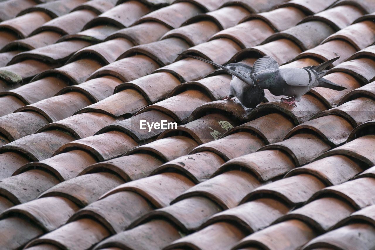 Full frame shot of roof tiles